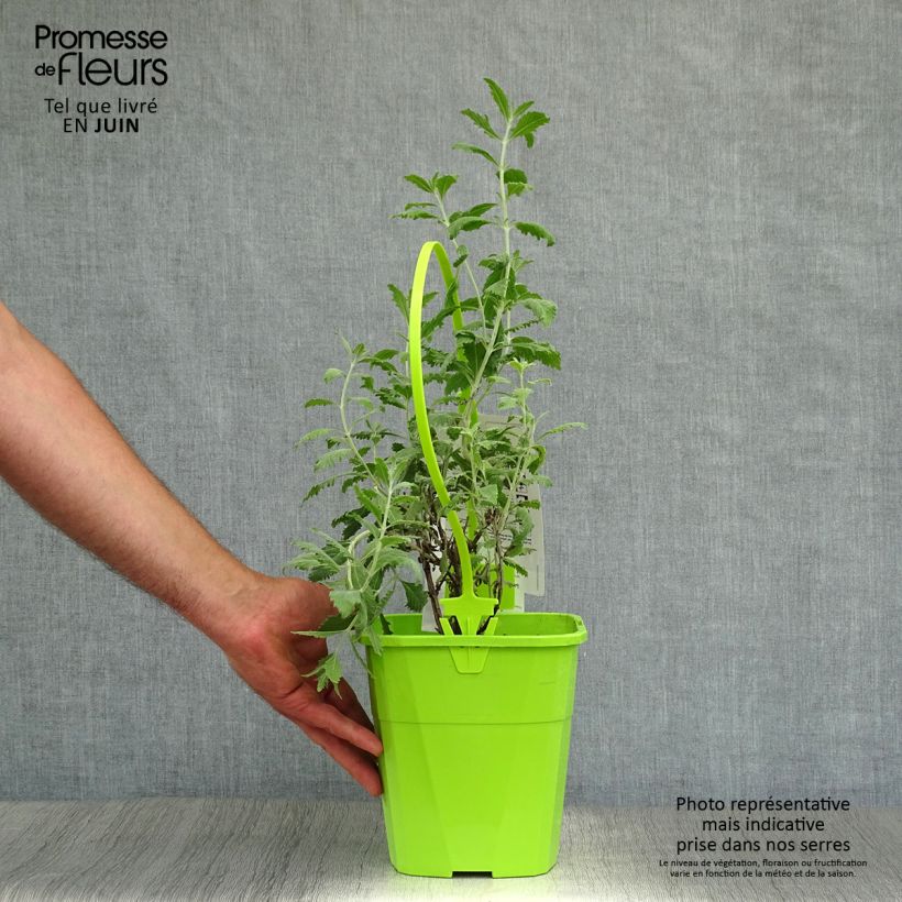 Exemplar von Blauraute Silvery Blue - Perovskia atriplicifolia Topf mit 3L/4L wie im Sommer geliefert