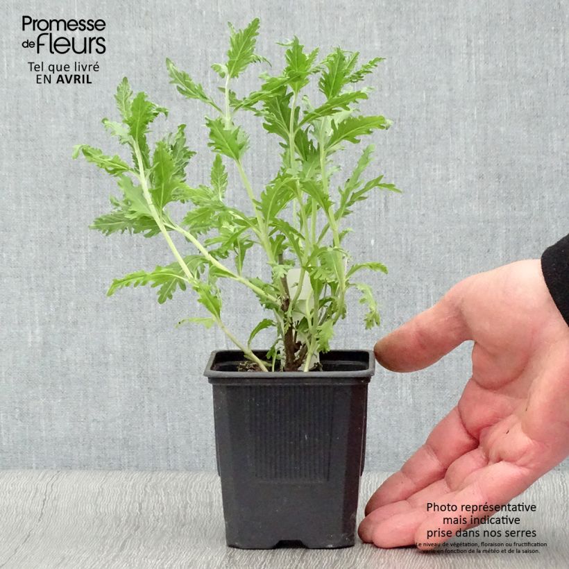 Example of Blauraute Blue Spire - Perovskia atriplicifolia Kleine Töpfe von 8/9 cm as you get in printemps