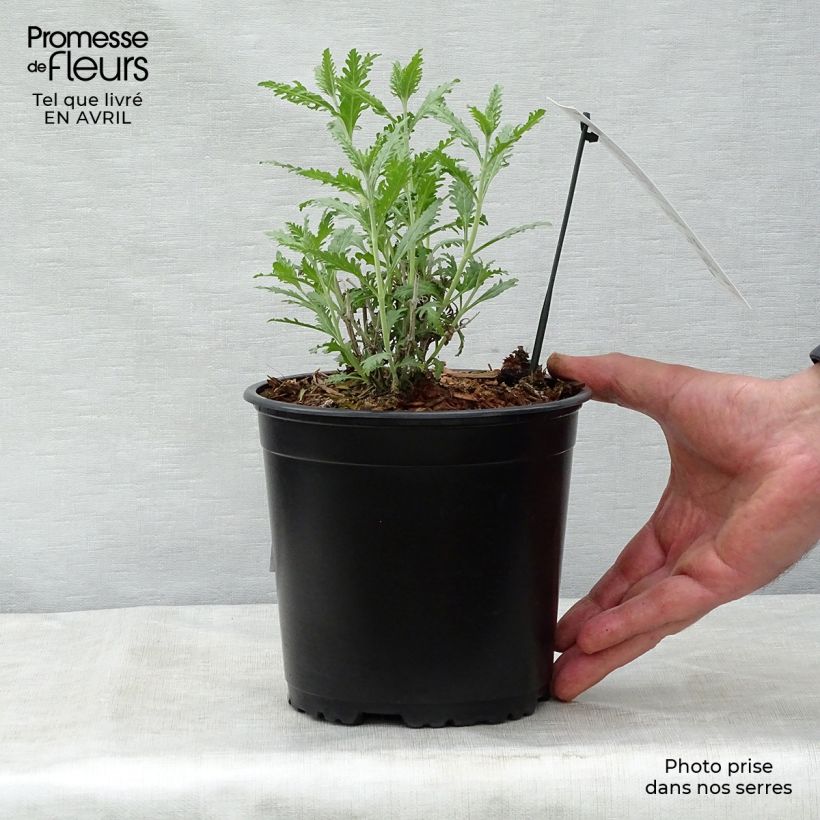 Example of Blauraute Blue Spire - Perovskia atriplicifolia Topf mit 2L/3L as you get in printemps