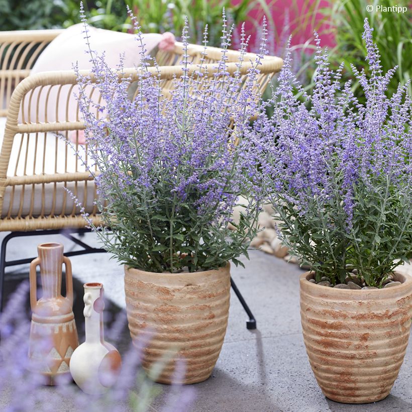 Blauraute Prime time - Perovskia atriplicifolia (Wuchs)