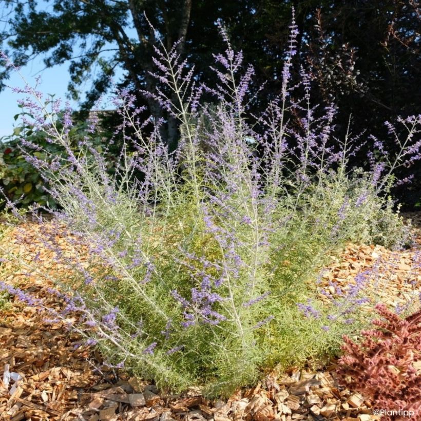 Blauraute Feathery Blue - Perovskia atriplicifolia (Wuchs)