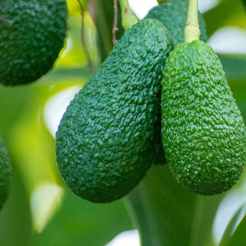 Avocado Hass - Persea americana (Ernte)