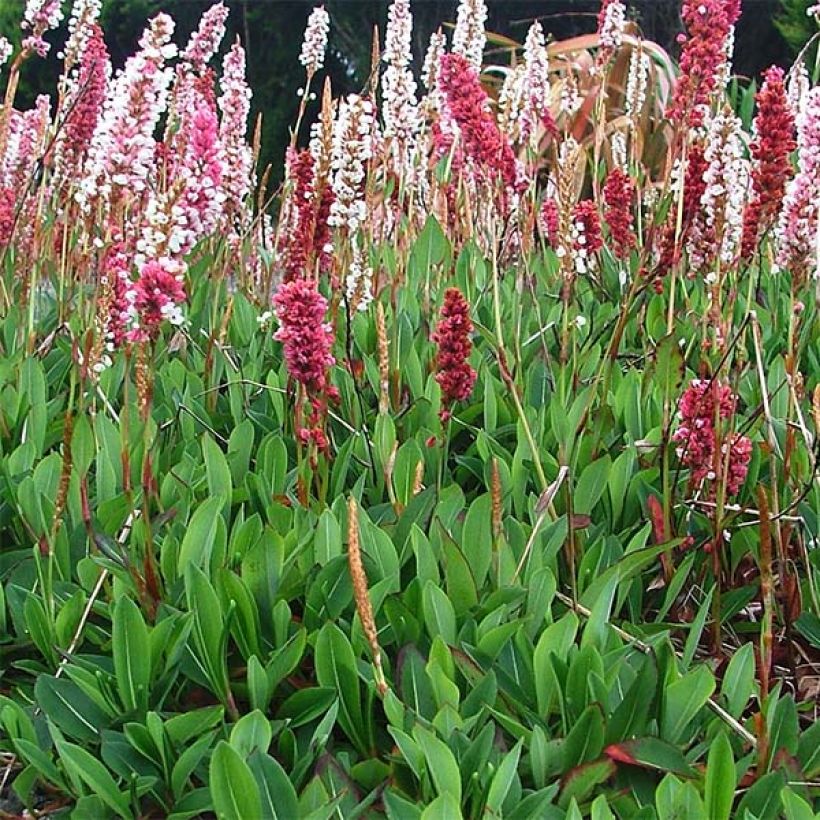 Schneckenknöterich Darjeeling Red - Persicaria affinis (Wuchs)