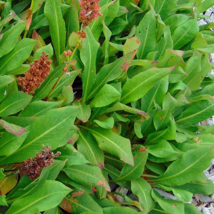 Schneckenknöterich Kabouter - Persicaria affinis (Foliage)