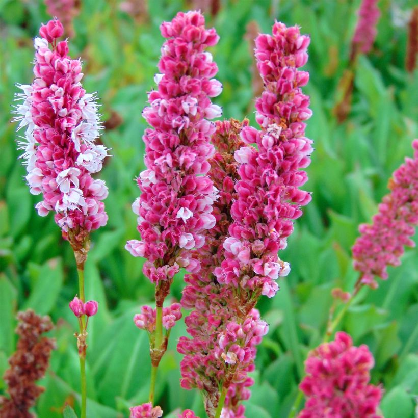 Schneckenknöterich Kabouter - Persicaria affinis (Flowering)
