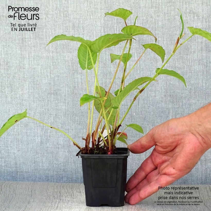 Exemplar von Kerzenknöterich Speciosa - Bistorta amplexicaulis Kleine Töpfe von 8/9 cm wie im Sommer geliefert