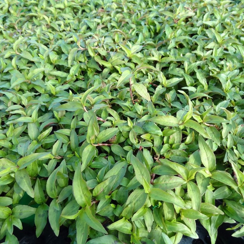 Vietnamesischer Koriander - Persicaria odorata (Plant habit)