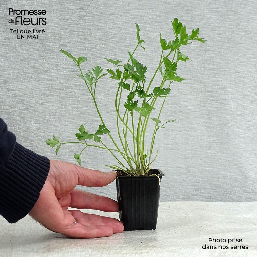 Example of Petersilie Géant d'Italie Bio - Petroselinum sativum Kleine Töpfe von 8/9 cm as you get in printemps