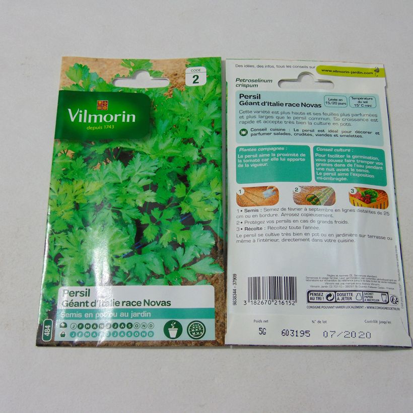 Beispiel eines Exemplars von Garten-Petersilie Géant D'Italie race Novas die Tüte mit 3000 Samen ungefähr (5g) wie geliefert