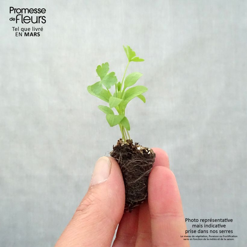 Exemplar von Petersilie géant d'Italie - Petroselinum sativum Mini-Plug Ø 3/4 cm wie im Frühjahr geliefert
