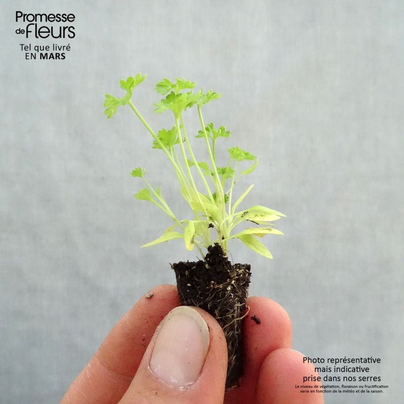 Example of Garten-Petersilie Grüne Perle Mini-Plug Ø 1,5/2,5 cm as you get in printemps