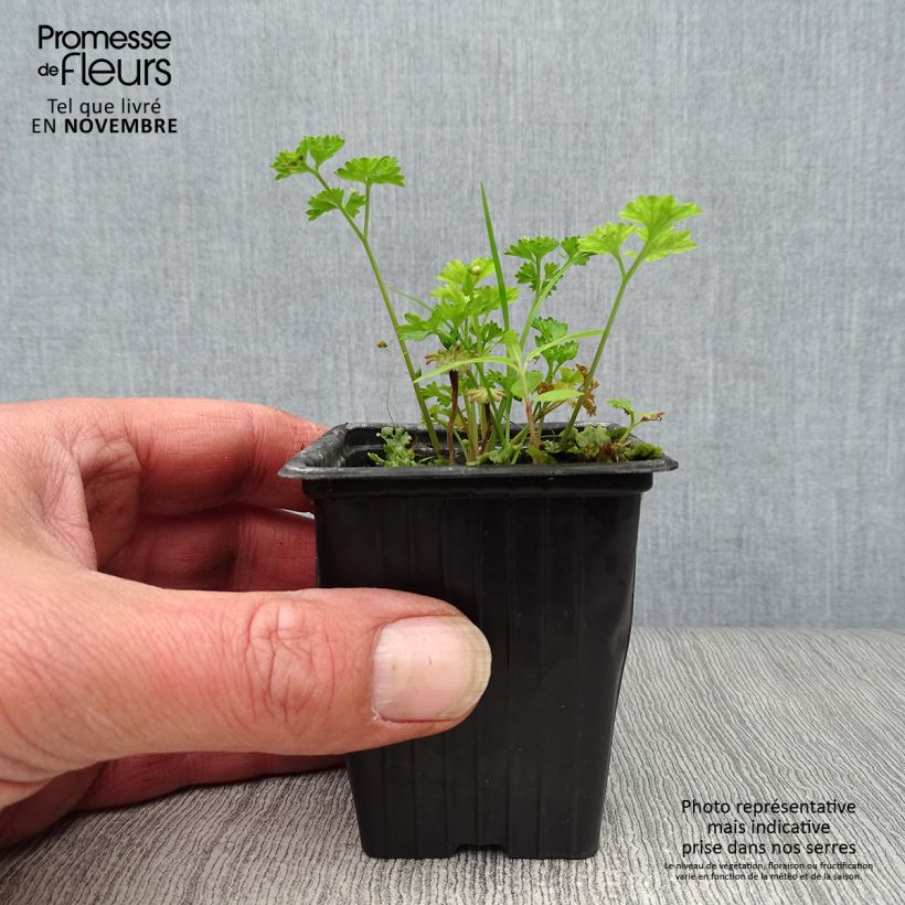 Exemplar von Garten-Petersilie Frisé vert foncé Kleine Töpfe von 8/9 cm wie im Herbst geliefert
