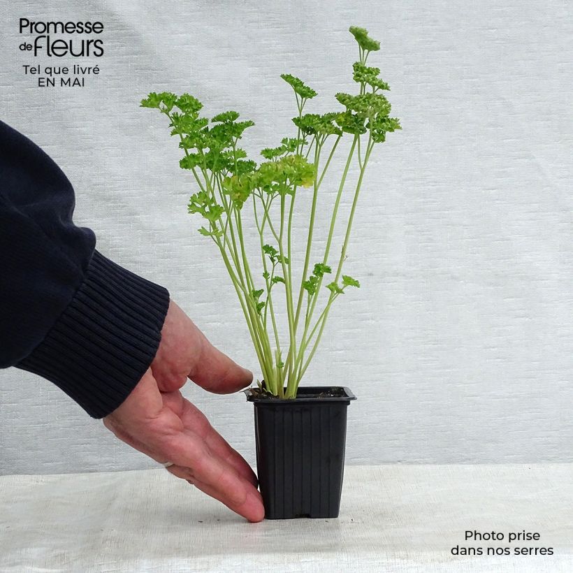 Example of Garten-Petersilie Frisé vert foncé Kleine Töpfe von 8/9 cm as you get in printemps