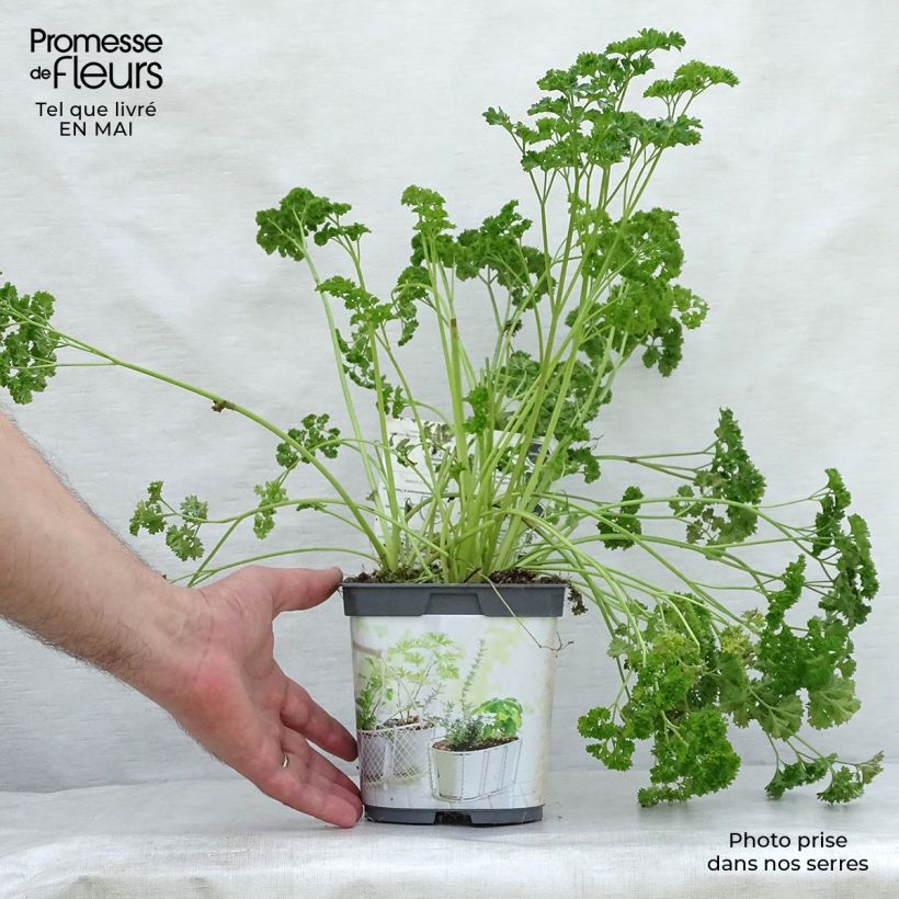 Example of Garten-Petersilie Frisé vert foncé Bio Topf mit 2L/3L as you get in printemps