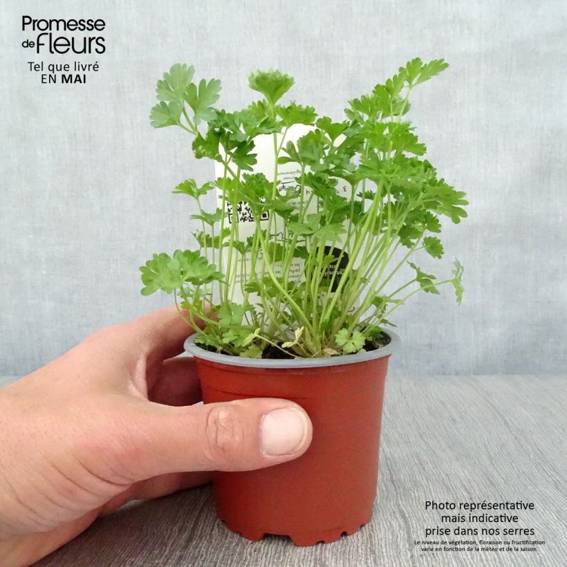 Example of Garten-Petersilie Frisé vert foncé Bio Topf 10 cm/11cm as you get in printemps