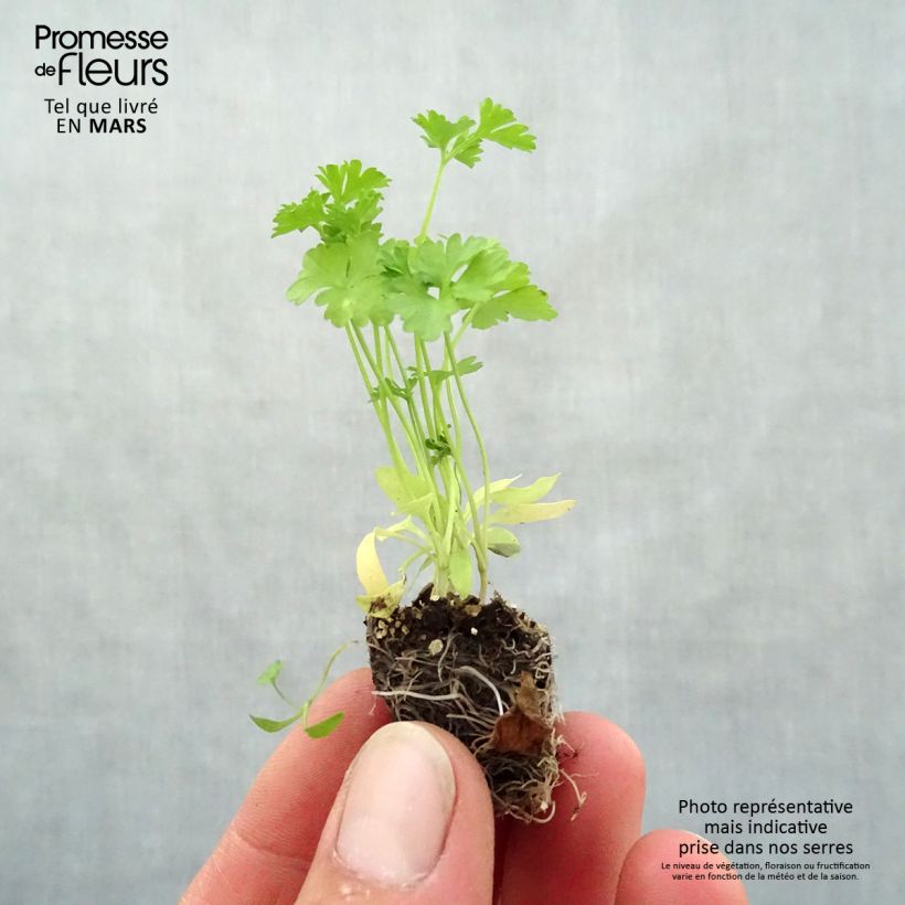 Example of Garten-Petersilie Frisé vert foncé (Pflanzen) Mini-Plug Ø 3/4 cm as you get in printemps