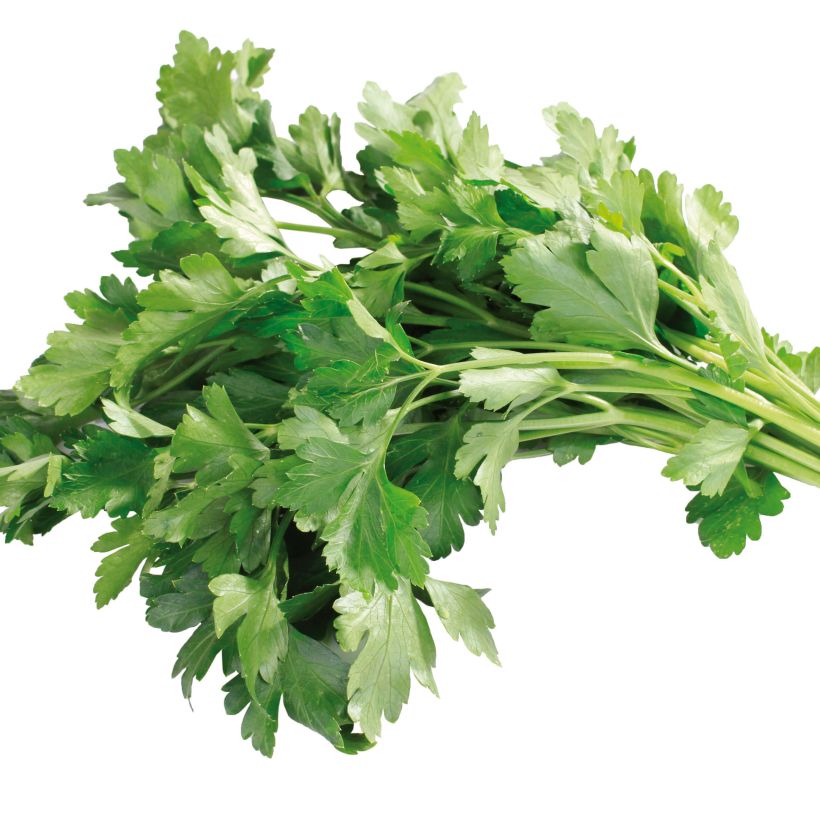 Petersilie géant d'Italie - Petroselinum sativum (Ernte)