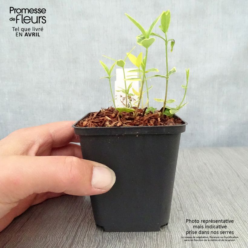 Exemplar von Kleines Immergrün Ralph Shugert - Vinca minor Kleine Töpfe von 8/9 cm wie im Frühjahr geliefert