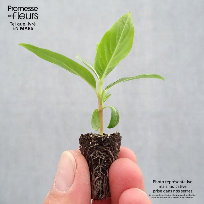 Exemplar von Rosafarbene Catharanthe Titan F1 Blush - Catharanthus Mini-Plug Ø 1,5/2,5 cm wie im Frühjahr geliefert