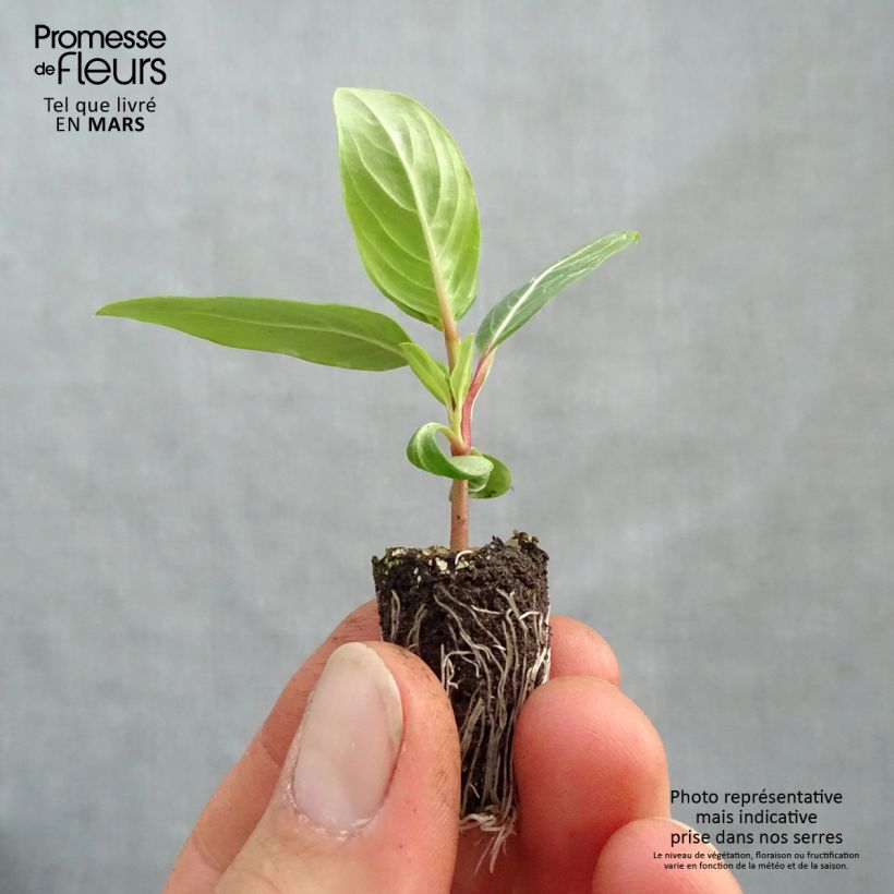 Exemplar von Rosafarbene Catharanthe Titan F1 Lavender Blue Halo - Catharanthus Mini-Plug Ø 1,5/2,5 cm wie im Frühjahr geliefert