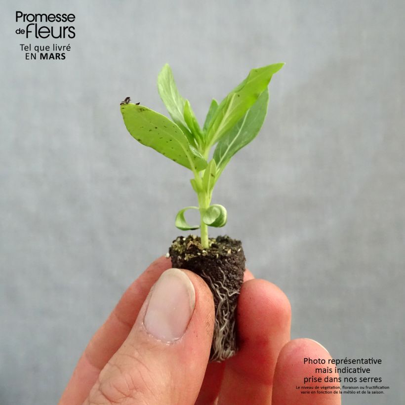 Exemplar von Rosafarbene Catharanthe Titan F1 White - Catharanthus Mini-Plug Ø 1,5/2,5 cm wie im Frühjahr geliefert