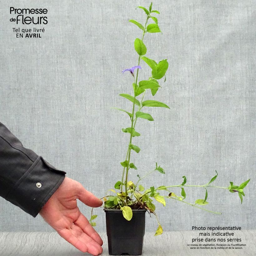 Example of Mittleres Immergrün - Vinca difformis Kleine Töpfe von 8/9 cm as you get in printemps