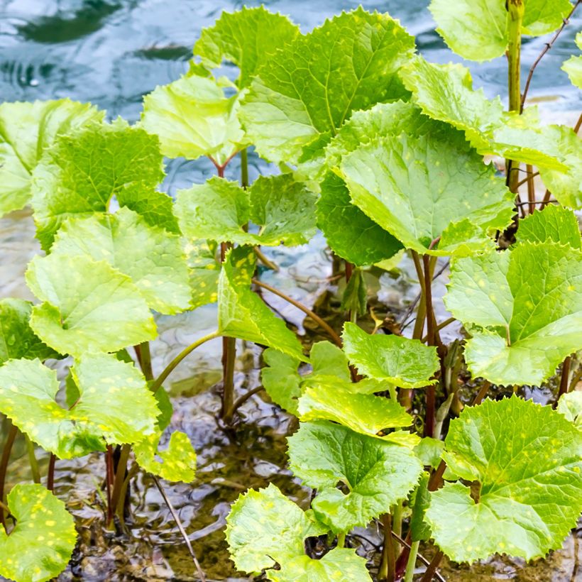 Winterheliotrop - Petasites fragrans (Foliage)