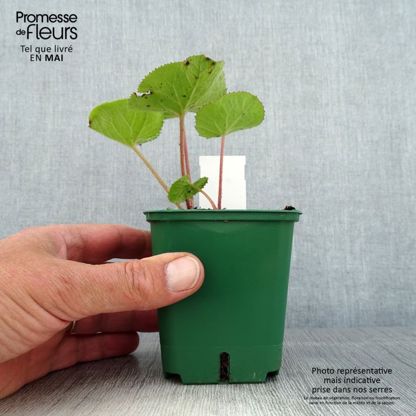 Exemplar von Winterheliotrop - Petasites fragrans Kleine Töpfe von 8/9 cm wie im Frühjahr geliefert