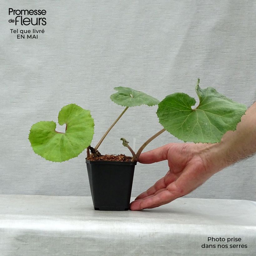 Example of Japanische Pestwurz Giganteus - Petasites japonicus Kleine Töpfe von 8/9 cm as you get in printemps