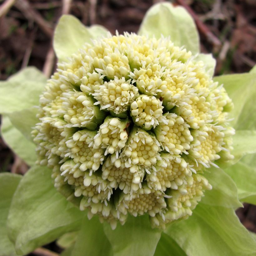 Japanische Pestwurz - Petasites japonicus (Blüte)