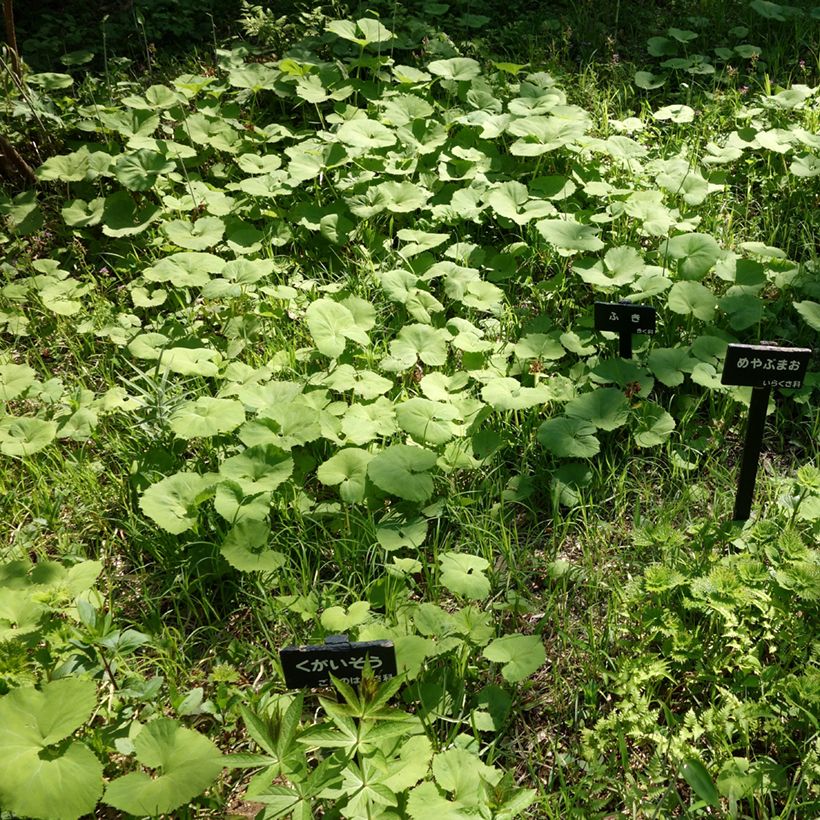 Japanische Pestwurz - Petasites japonicus (Wuchs)