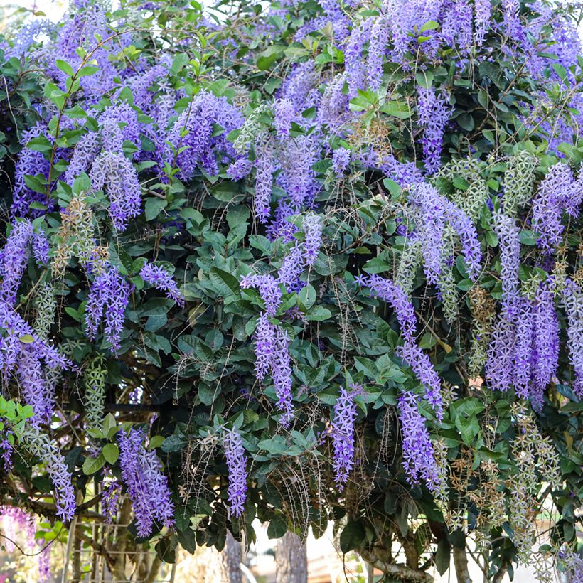 Petrea volubilis - Purpurkranz (Wuchs)
