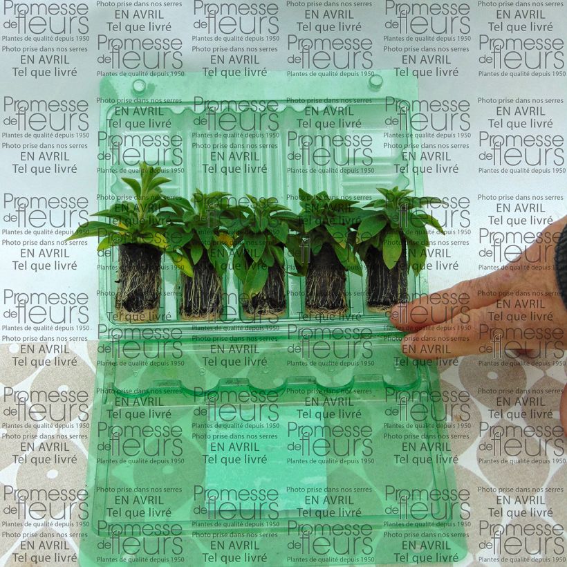 Beispiel eines Exemplars von Petunia Designer Rose Star Mini-Plug Ø 3/4 cm wie geliefert