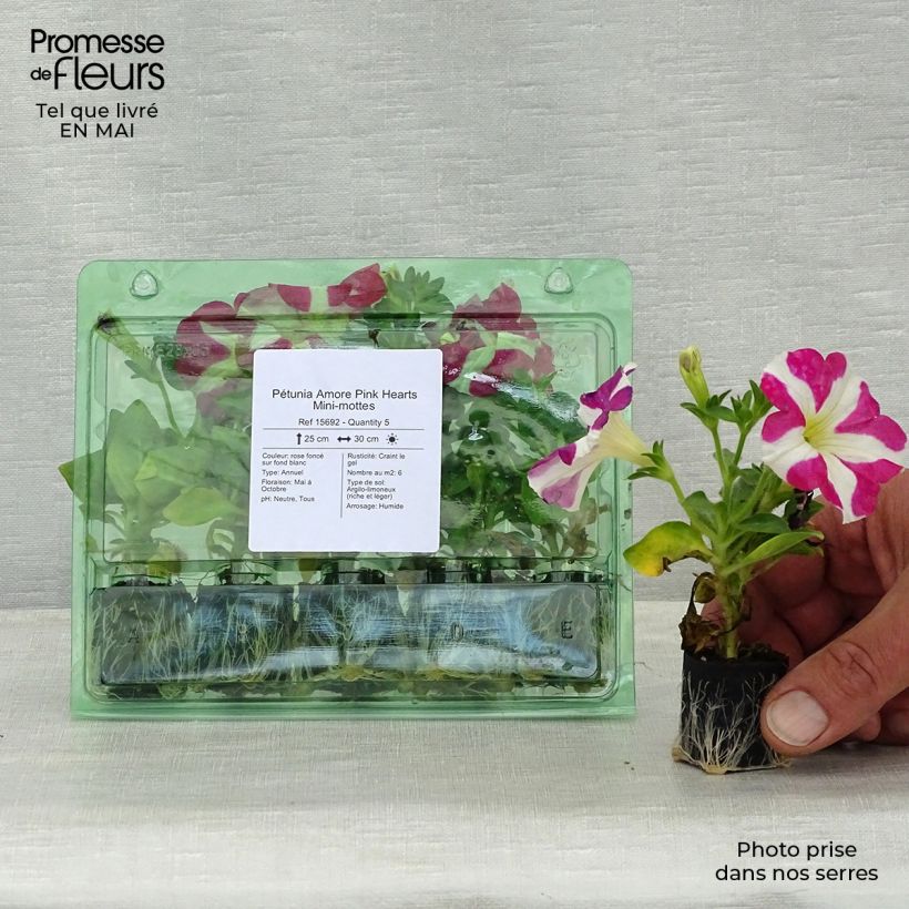Exemplar von Petunia Amore Pink Hearts Mini-Plug Ø 3/4 cm wie im Frühjahr geliefert