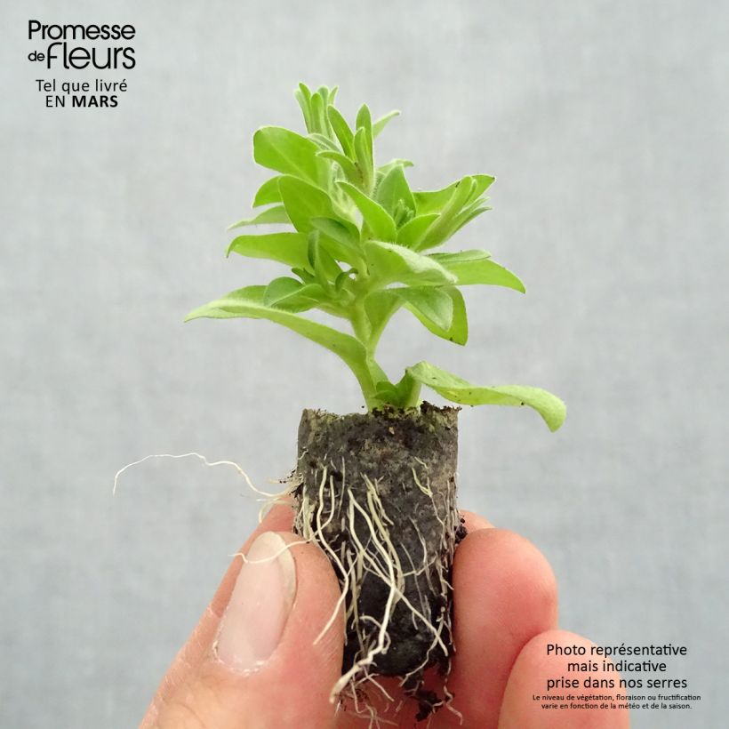 Exemplar von Petunia Baby Doll Mini-Plug Ø 1,5/2,5 cm wie im Frühjahr geliefert