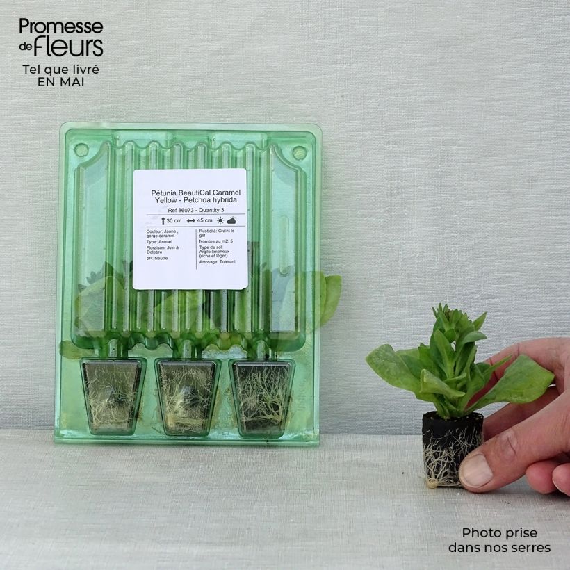 Exemplar von Petchoa hybrida BeautiCal Caramel Yellow Mini-Plug Ø 3/4 cm wie im Frühjahr geliefert