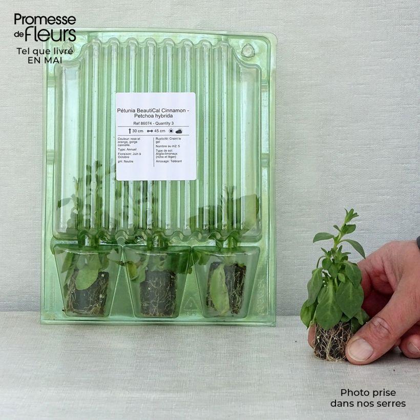 Exemplar von Petchoa hybrida BeautiCal Cinnamon Mini-Plug Ø 3/4 cm wie im Frühjahr geliefert