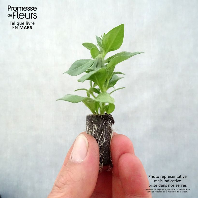 Exemplar von Petchoa hybrida BeautiCal Pearl White Mini-Plug Ø 3/4 cm wie im Frühjahr geliefert