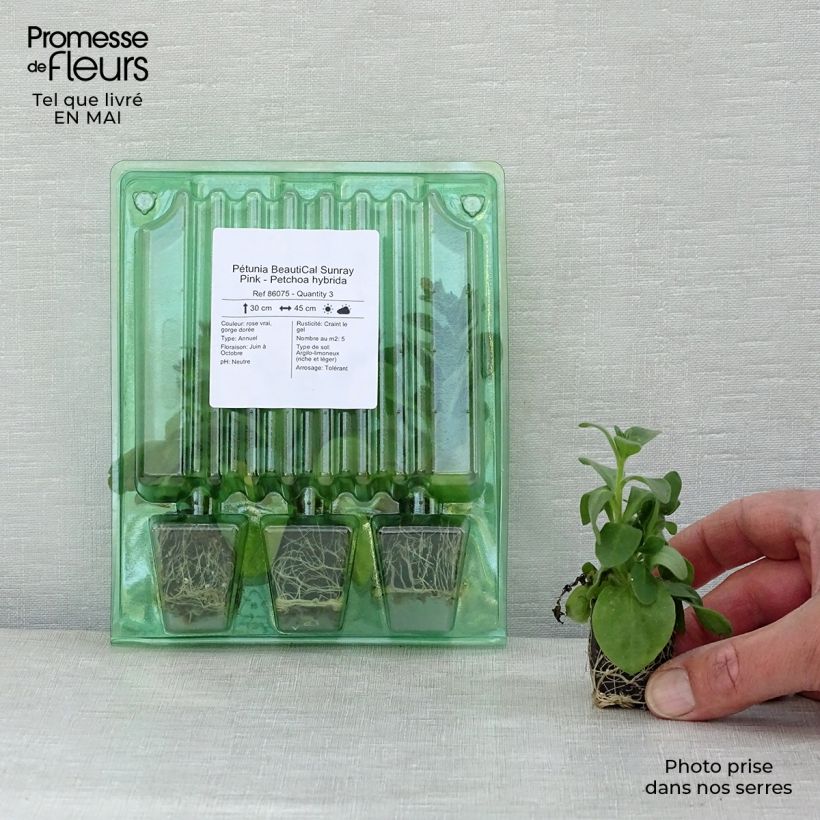 Exemplar von Petchoa hybrida BeautiCal Sunray Pink Mini-Plug Ø 3/4 cm wie im Frühjahr geliefert