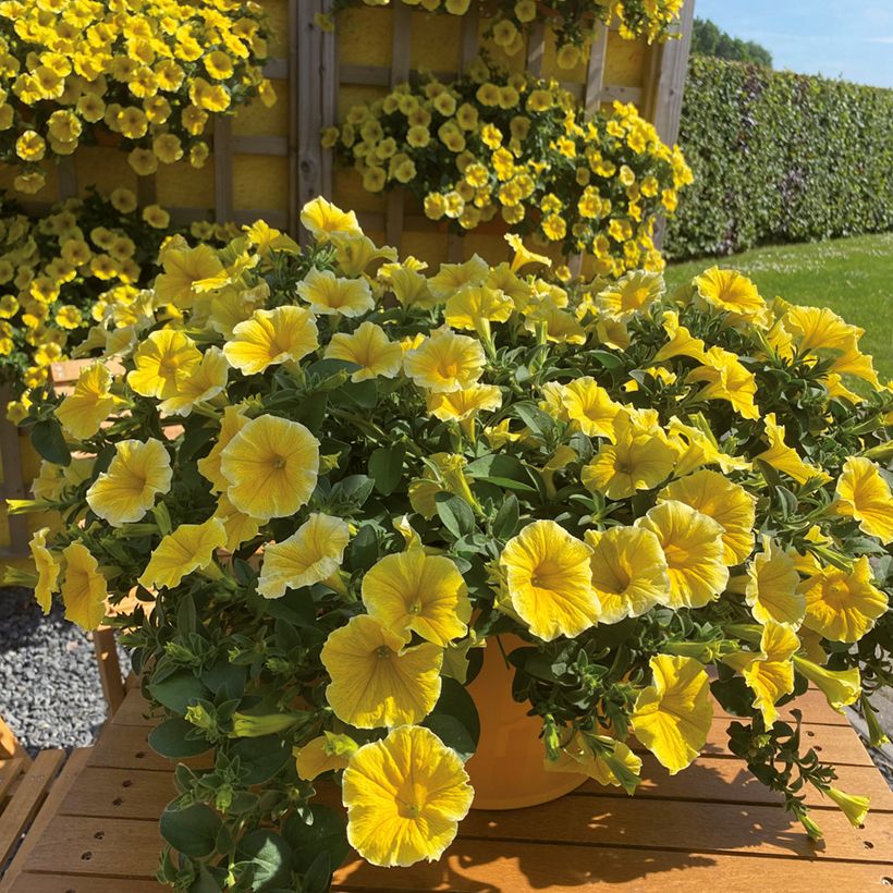 Petunia Bee's Knees (Blüte)