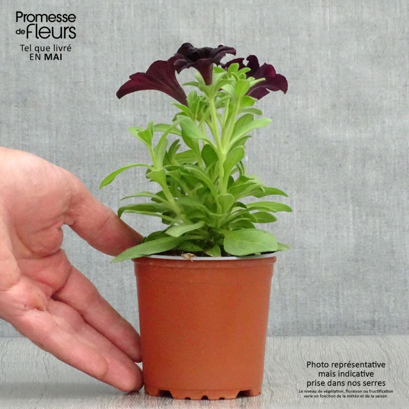 Example of Petunia Black Ray Kleine Töpfe von 8/9 cm as you get in printemps