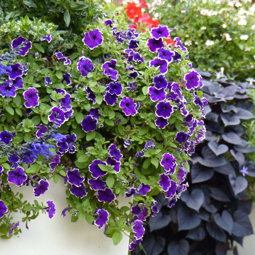 Petunia Picotee Blue (Wuchs)
