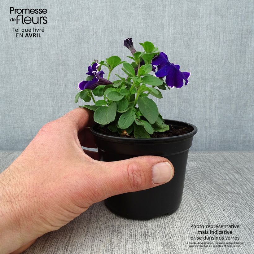 Exemplar von Petunia Picotee Blue Kleine Töpfe von 8/9 cm wie im Frühjahr geliefert