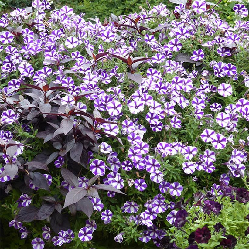 Petunia Bluberry Star (Wuchs)