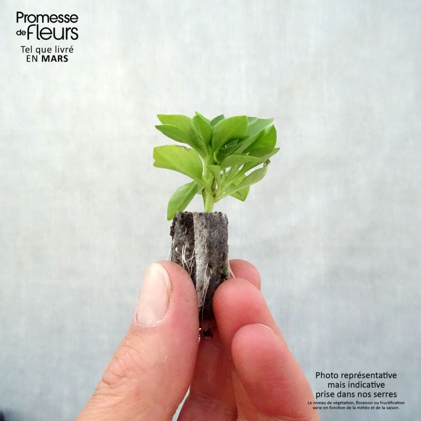 Exemplar von Petunia Capella Baby Pink Mini-Plug Ø 3/4 cm wie im Frühjahr geliefert