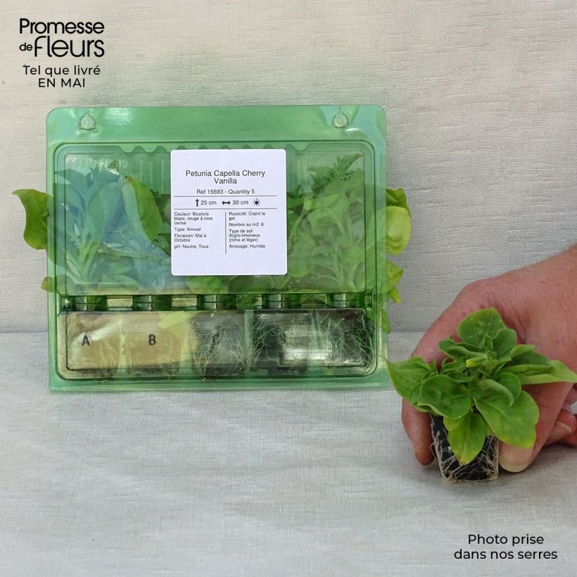 Exemplar von Petunia Capella Cherry Vanilla Mini-Plug Ø 3/4 cm wie im Frühjahr geliefert
