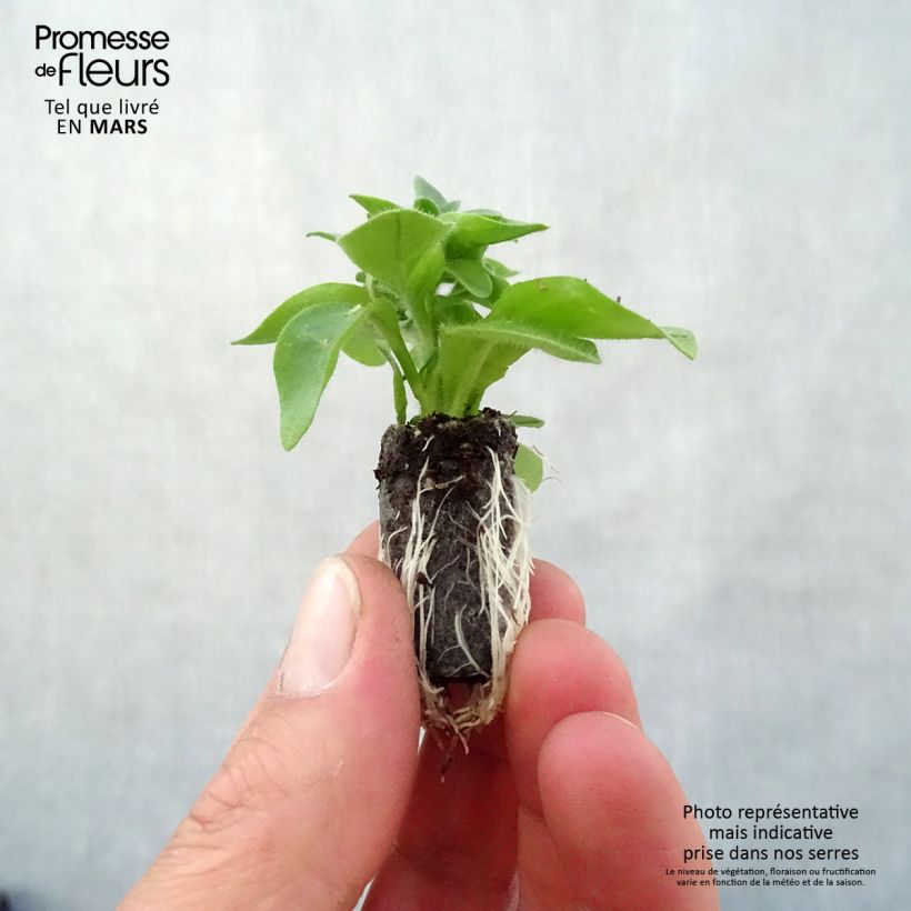 Exemplar von Petunia Capella Hello Yellow Mini-Plug Ø 3/4 cm wie im Frühjahr geliefert