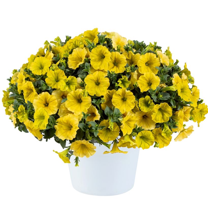 Petunia Capella Hello Yellow (Wuchs)