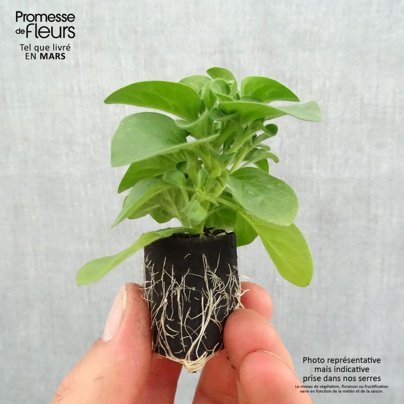 Example of Petunia Bicolor Cabernet Mini-Plug Ø 3/4 cm as you get in printemps