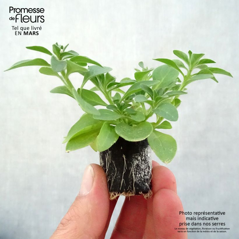 Exemplar von Petunia Cascadias Rim Magenta Mini-Plug Ø 3/4 cm wie im Frühjahr geliefert